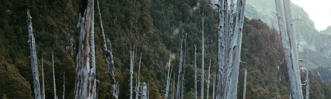 Banca de madera entre árboles con montañas de fondo